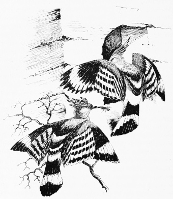 HOOPOES.