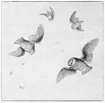 SUMMER EVENING—OWLS AND MOTHS.