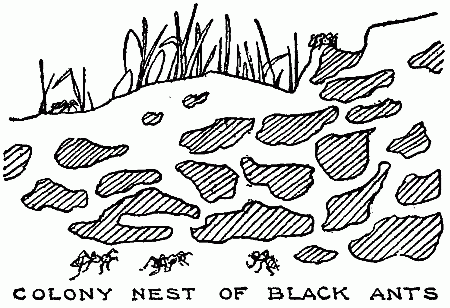 Ant Colony
