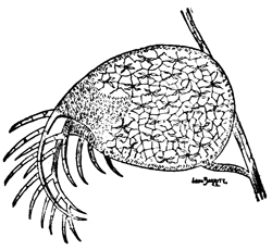 FIG. 2. BLADDER OF U. CLANDESTINA MAGNIFIED TWENTY DIAMETERS.