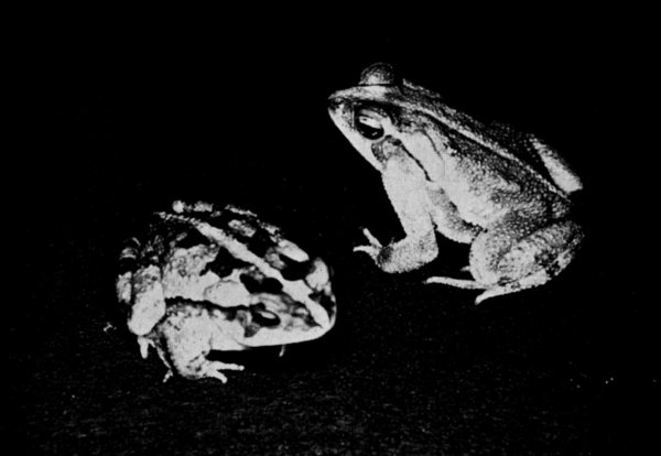 Fig. 2. Color pattern variation in two adults of Bufo
canaliferus from Juchitn, Oaxaca.  2/3.