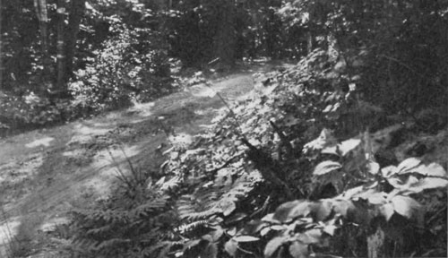 Picture of the trail near Wrangell in summer