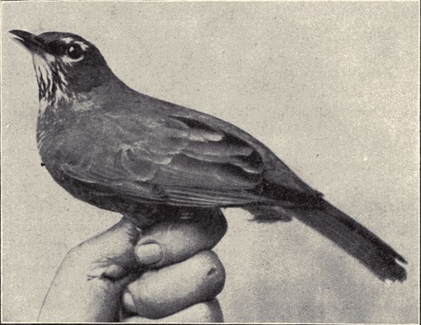 Western robin.