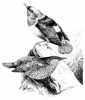 Types of Spanish Bird-Life

ROCK-THRUSH (Petrocincla saxatilis)

A beautiful spring-migrant to the highest sierras. Colours of male:
opal, orange, and black, with a white “mirror” in centre of back.
Female, yellow-brown barred with black.