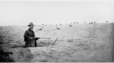 Wild-Goose shooting on the Sandhills.

(NOTE TIN DECOYS, ALSO SOME NATURAL GEESE.)