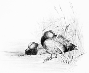 POCHARD (Fuligula ferina)