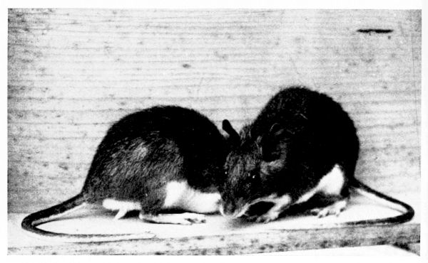 Proechimys dimidiatus (Gnther).