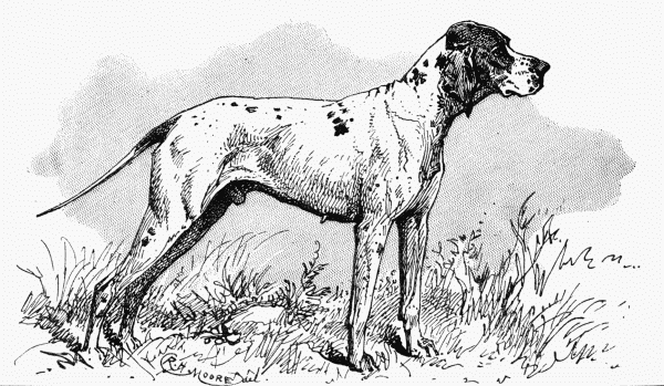 POINTER. CH. "DEVONSHIRE DAN" MISS RESTON. OWNER.