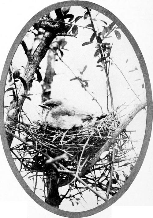 Taken in Oregon. Photo by Finley and Bohlman.
YOUNG CALIFORNIA JAY.