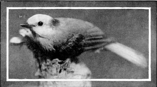 Taken near Spokane. Photo by W. H. Wright.
WHITE-HEADED JAY.