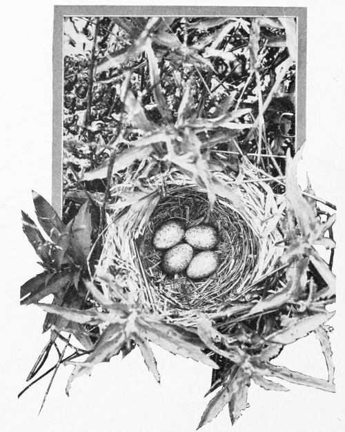 Taken in Douglas County. Photo by the Author.
A STOUTLY-WOVEN BASKET.