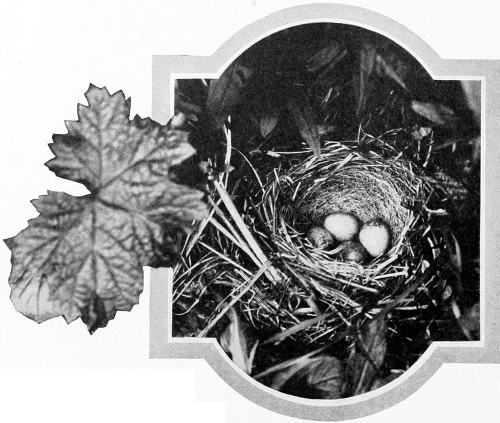 Taken in Whatcom County. Photo by the Author.
NEST AND EGGS OF SHUFELDT JUNCO.