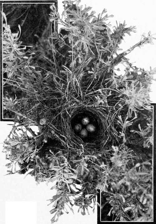 Taken in Douglas County. Photo by the Author.
NEST AND EGGS OF BREWER SPARROW.