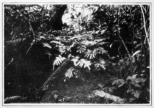 Taken on Carroll Islet. Photo by the Author.
NEST OF SOOTY FOX SPARROW IN FERN CLUMP.
THE NEST ITSELF IS ALMOST INVISIBLE BECAUSE BURIED IN MOSS AND FERN LEAVES.