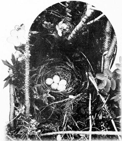 Taken in Oregon. Photo by A. W. Anthony.
NEST AND EGGS OF THE SPURRED TOWHEE.