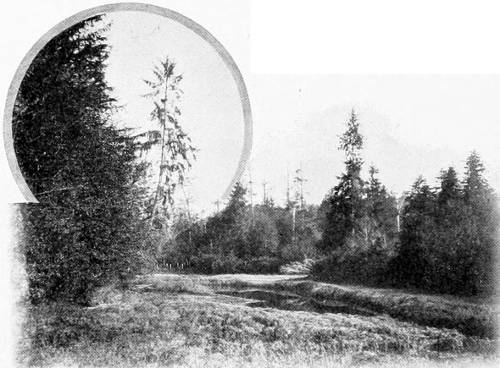 Taken in Clallam County. Photo by the Author.
THE GROSBEAK’S CONCERT HALL.