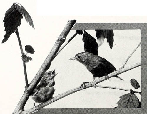 Taken in Oregon. Photo by Bohlman and Finley.
A HUNGRY CHICK.
LUTESCENT WARBLER, FEMALE AND YOUNG.