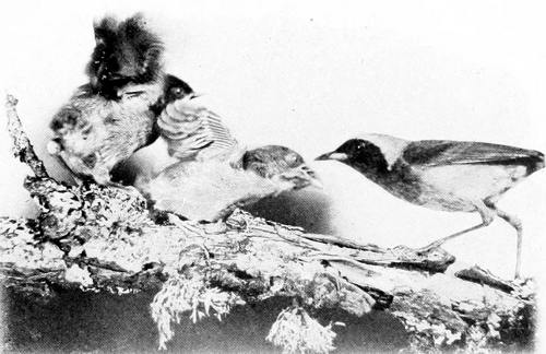 Taken in Oregon. Photo by H. T. Bohlman and W. L. Finley.
AN ENTHUSIASTIC RECEPTION.
MALE PACIFIC YELLOW-THROAT FEEDING YOUNG.