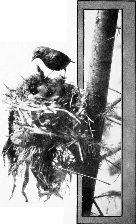Taken in Oregon. Photo by Bohlman and Finley.
MOTHER RUSSET AND HER BROOD.