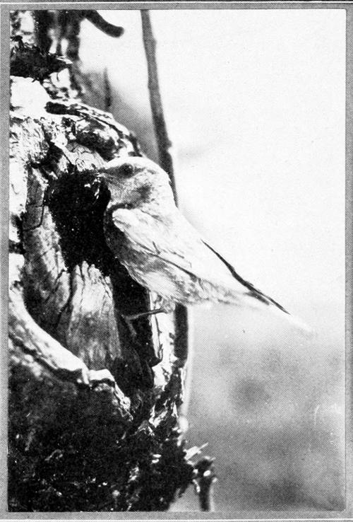 Taken in Oregon. Photo by Finley and Bohlman.
WESTERN BLUEBIRD AT NEST.