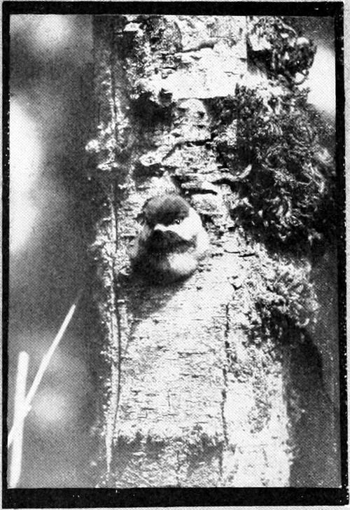 Taken in Oregon. Photo by Bohlman and Finley.
A TIGHT FIT.
YOUNG OREGON CHICKADEE EMERGING FROM NEST.