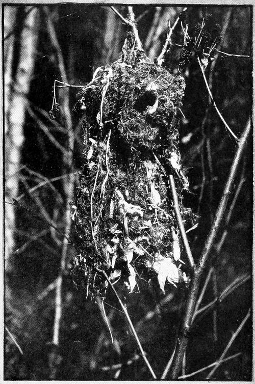 Taken in Tacoma. Photo by Dawson and Bowles.
NEST OF THE BUSH-TIT IN SITU.