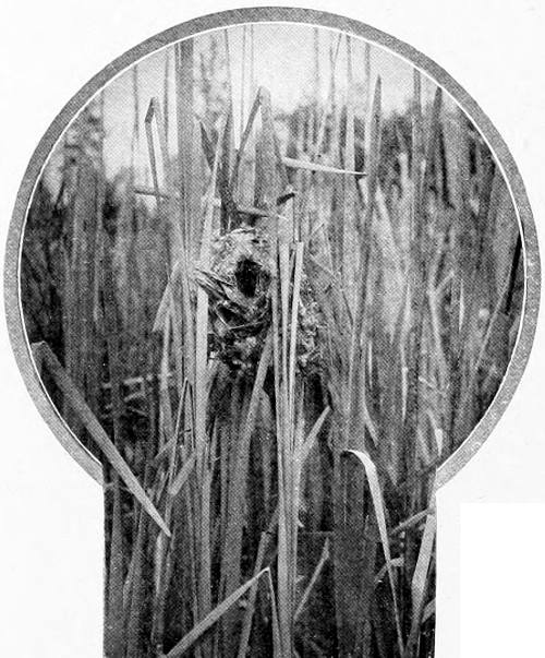 Taken near Spokane. Photo by F. S. Merrill.
NEST OF WESTERN MARSH WREN, IN SITU.