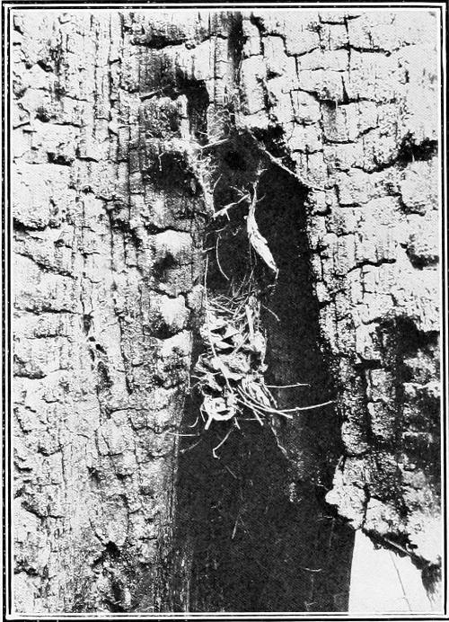 Taken in Seattle. Photo by the Author.
NEST OF WESTERN WINTER WREN IN CHARRED STUMP.
NOTE THAT A SPIDER WEB ABOVE CLOSELY SIMULATES THE NEST ENTRANCE, WHICH IS REALLY ABOUT MIDWAY.