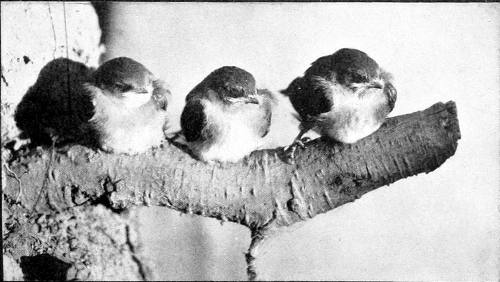 Taken in Oregon. Photo by H. T. Bohlman and W. L. Finley.
BABY ROUGH-WINGS.
