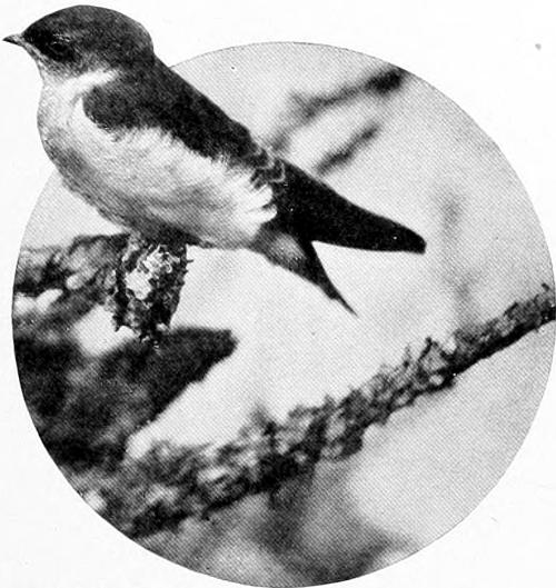 Taken in Oregon. Photo by Finley and Bohlman.
YOUNG VIOLET-GREEN SWALLOW.