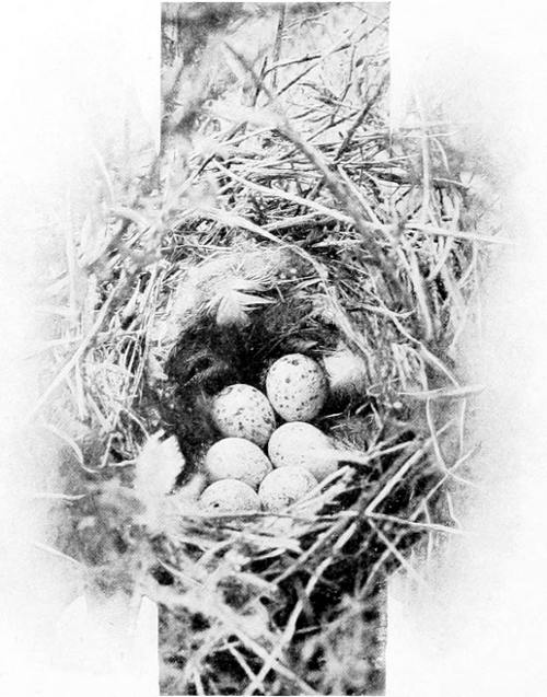 Taken in Douglas County. Photo by the Author.
NEST AND EGGS OF WHITE-RUMPED SHRIKE.
