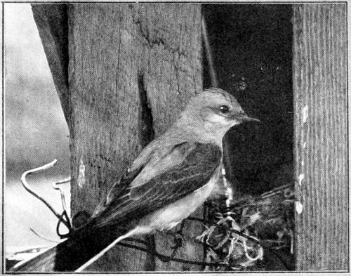 Taken in Douglas County. Photo by the Author.
WESTERN KINGBIRD AT NEST.