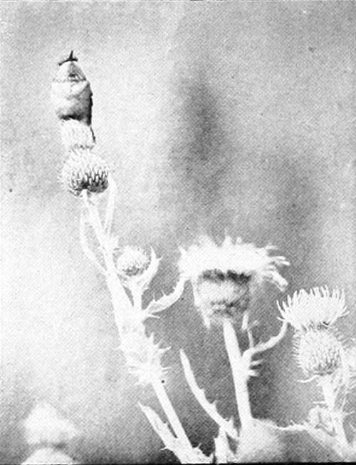 Taken in Spokane. Photo by F. S. Merrill.
CALLIOPE HUMMER, FEMALE.