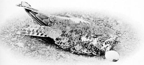 Taken near Spokane. Telephoto by W. H. Wright.
WESTERN NIGHTHAWK AT MIDDAY.