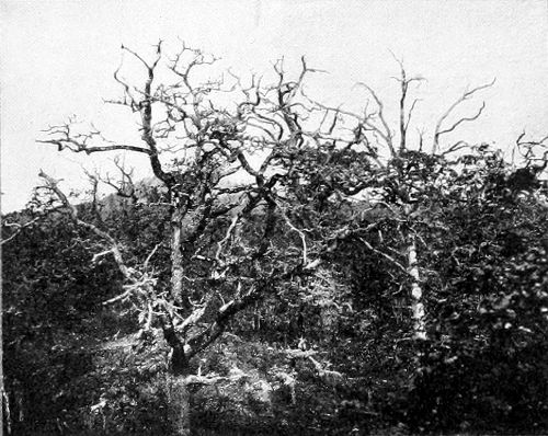 Taken near Victoria. Photo by the Author.
THE OAK TREES OF CEDAR HILL.
A NESTING HAUNT OF THE NORTHWESTERN FLICKER.