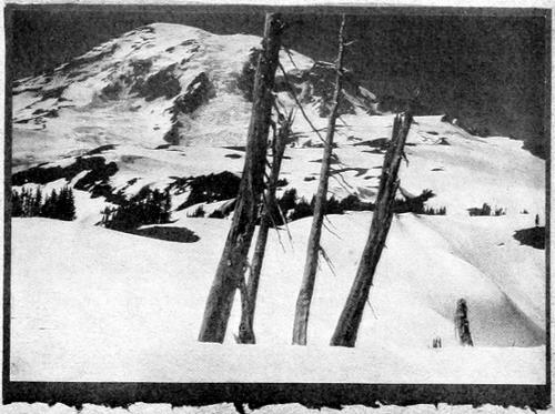Taken in Rainier National Park. Photo by W. Leon Dawson.
A NESTING SITE OF THE NORTHWEST FLICKER.
THE LARGEST STUB CONTAINED SIX EGGS ON THE POINT OF HATCHING JULY 7, 1908, WHEN THIS PICTURE WAS TAKEN.