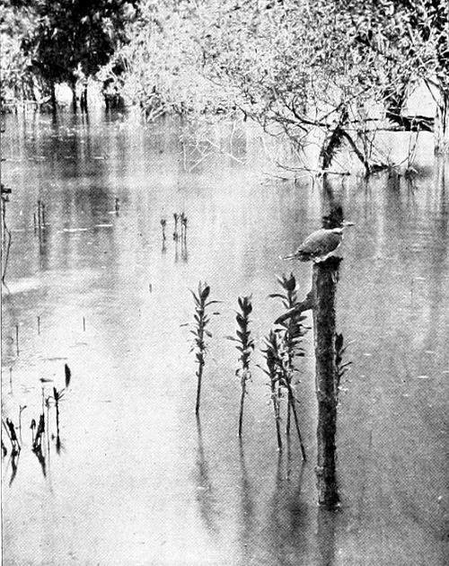 Taken near Portland. Photo by A. W. Anthony.
A FISHER PRINCE AT HOME.