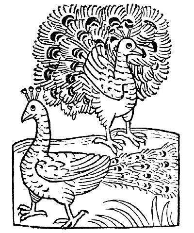 Text-fig. 11. “Pavo” = Peacock [Ortus Sanitatis,
Mainz, 1491].