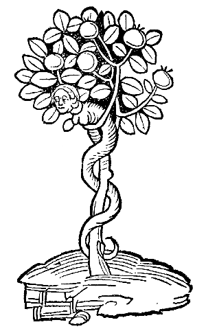 Text-fig. 12. “Arbor vel lignum vite paradisi” = Tree
of Paradise [Ortus Sanitatis, Mainz, 1491].