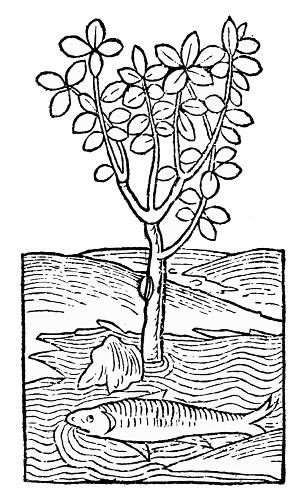 Text-fig. 16. “Ambra” = Amber [Ortus Sanitatis,
Mainz, 1491].