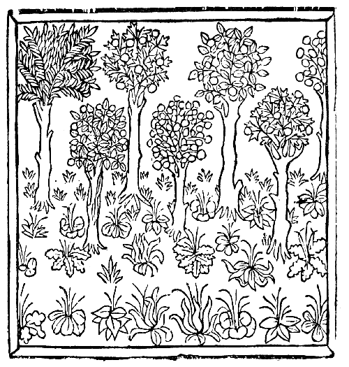 Text-fig. 19. Wood-cut of Plants [Bartholomæus Anglicus, Liber de
proprietatibus rerum, Wynkyn de Worde, ? 1495]. Reduced.