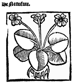 Text-fig. 21. “Nenufar” = Waterlily [The Grete Herball,
1529].