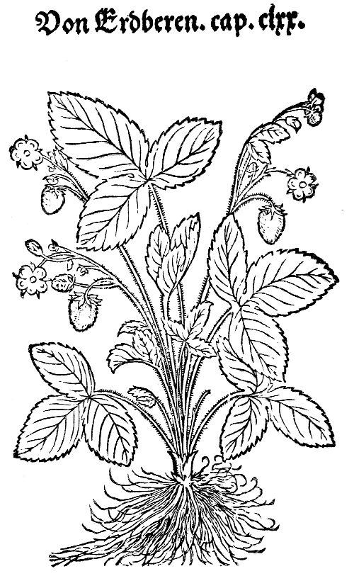 Text-fig. 27. “Erdberen” = Fragaria, Strawberry [Bock, Kreuter
Bůch, 1546].