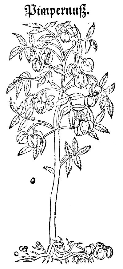 Text-fig. 28. “Pimpernuss” = Pistacia, Pistachio-nut
[Bock, Kreuter Bůch, 1546].