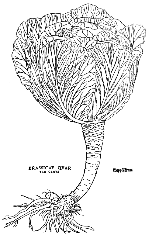 Text-fig. 30. “Brassicæ quartum genus” = Cabbage [Fuchs, De historia
stirpium, 1542]. Reduced.