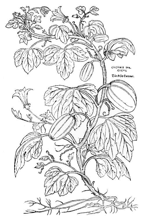 Text-fig. 32. “Cucumis turcicus” = Cucurbita maxima Duch., Giant
Pumpkin [Fuchs, De historia stirpium, 1542]. Reduced.