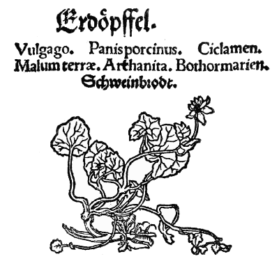 Text-fig. 33. “Erdöpffel” = Ranunculus ficaria L., Lesser
Celandine [Rhodion, Kreutterbůch, 1533].