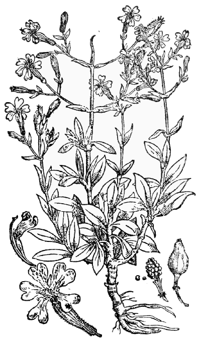 Text-fig. 34. “Ocimoides fruticosum” = Silene fruticosa L.
[Camerarius, Hortus medicus, 1588].