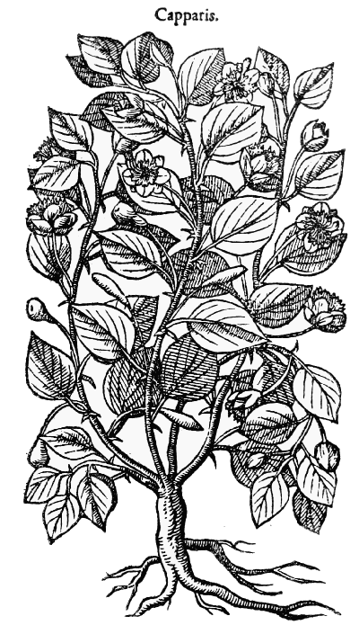 Text-fig. 37. “Capparis” = Capparis ovata L. [Dodoens,
Pemptades, 1583].