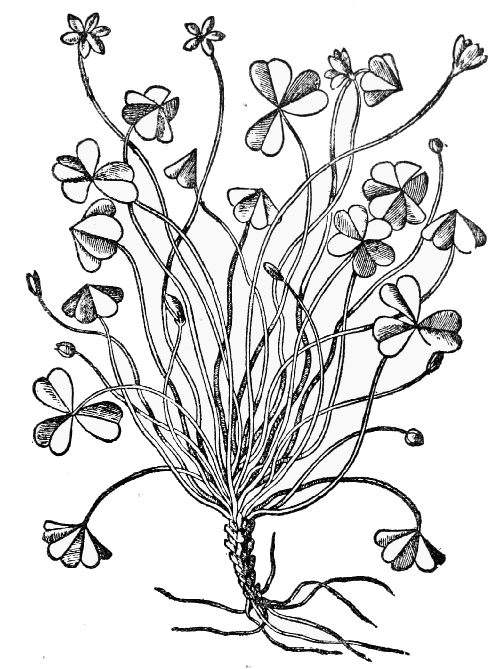 Text-fig. 43. “Trifolium acetosum” = Oxalis [Mattioli, Commentarii,
1565]. Reduced.